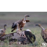 گونه کرکس Eurasian Griffon Vulture